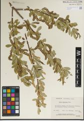 Foto von Salix laevigata Bebb
